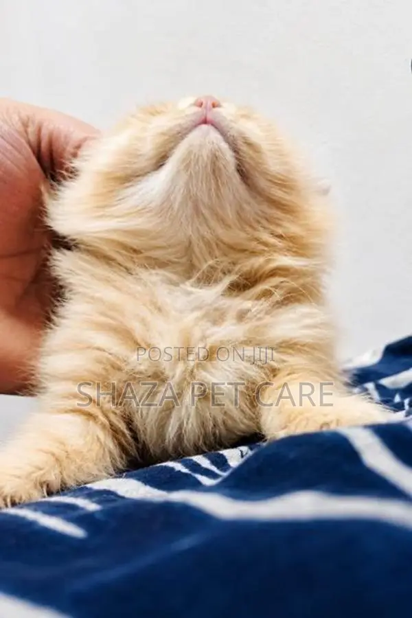 Persian Cat