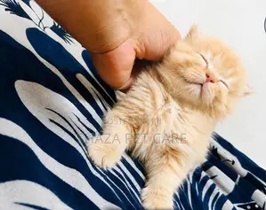 Persian Cat