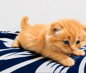 Persian Cat