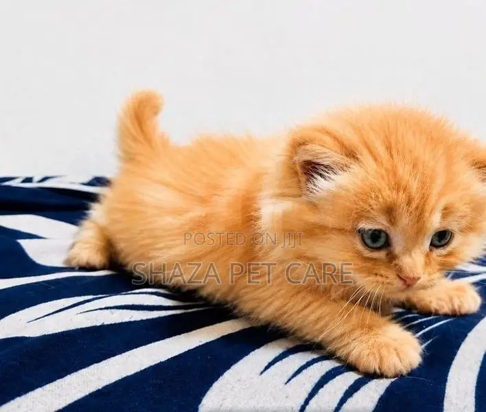 Persian Cat