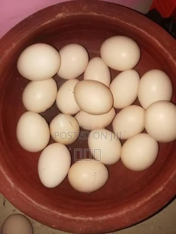 வெள்ளடியன் முட்டை