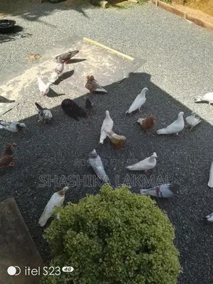 පරවින්