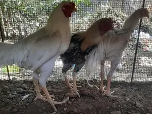 வெள்ளடியன் சேவல்