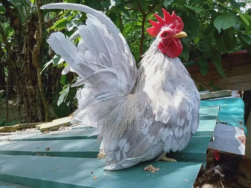 Japanese Bantam