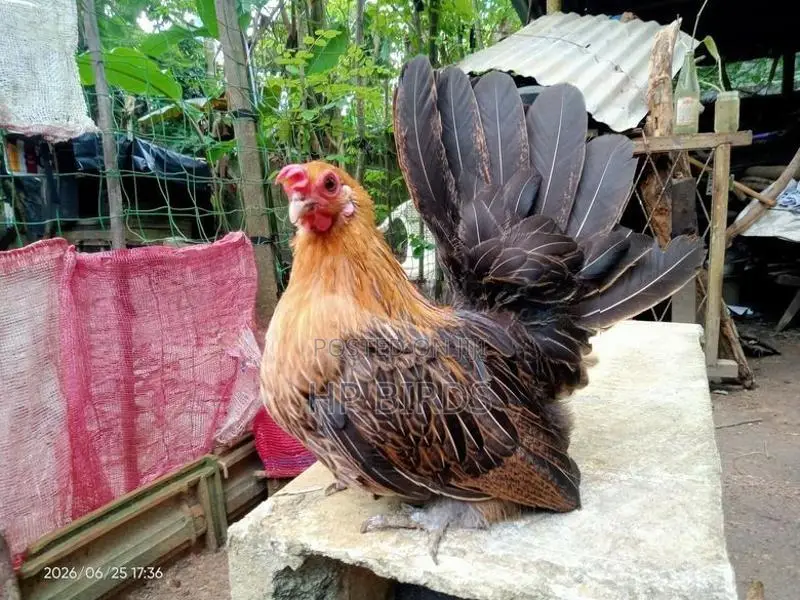 Japanese Bantam