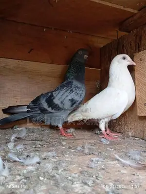 Pigeon
