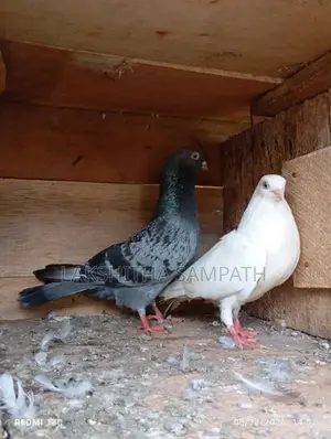Pigeon