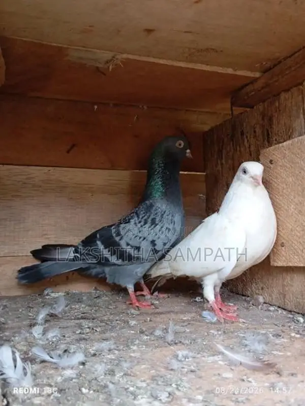 Pigeon