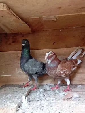 Pigeon