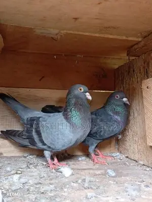 Pigeon