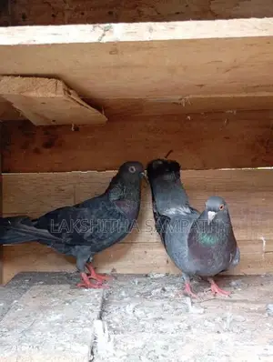Pigeon