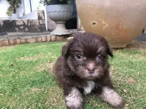 Terrier Puppies