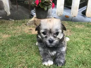 Terrier Puppies