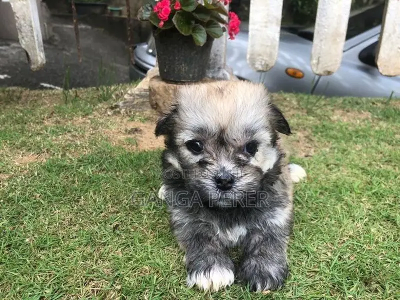 Terrier Puppies