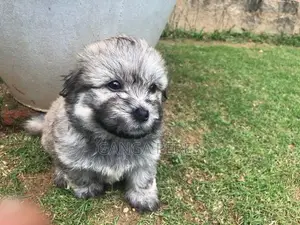Terrier Puppies
