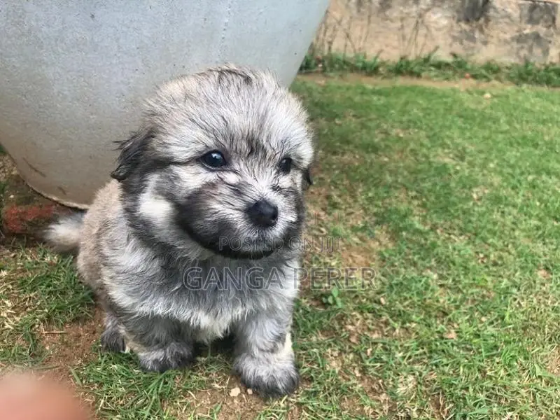 Terrier Puppies