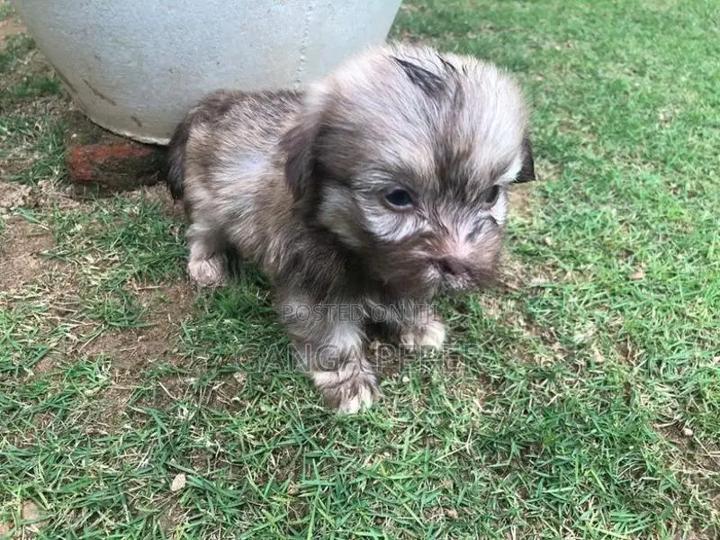 Terrier Puppies