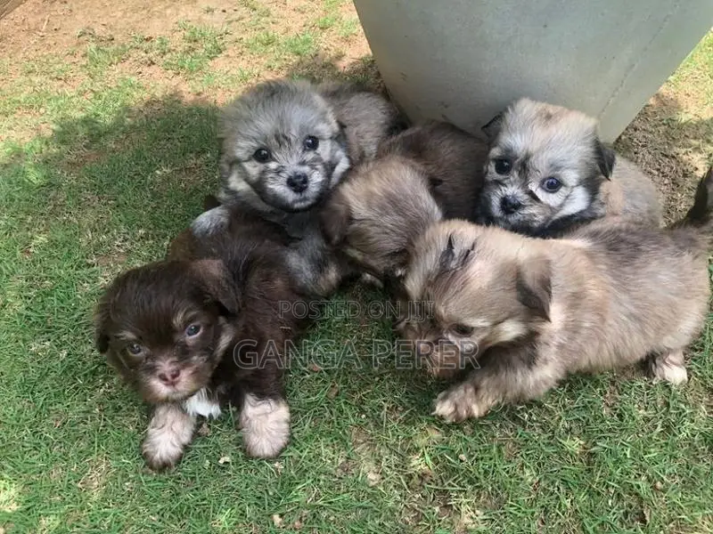 Terrier Puppies