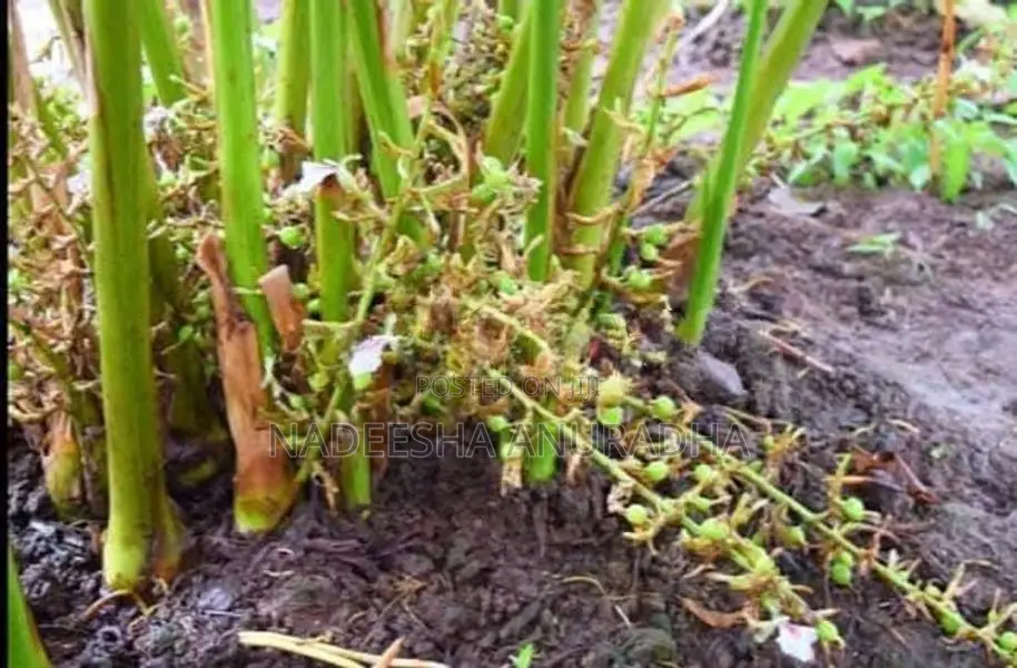 එනසාල් පැල CARDAMOM PLANT