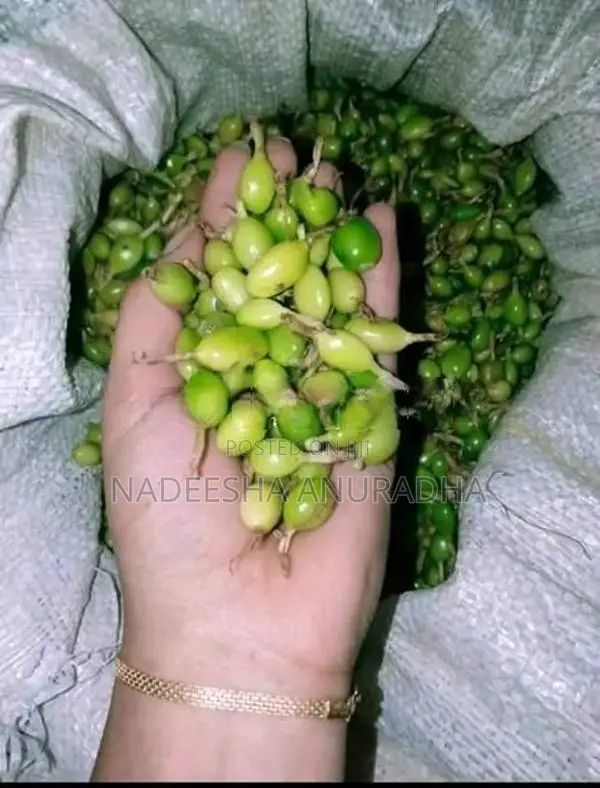 එනසාල් පැල CARDAMOM PLANT