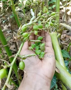 එනසාල් පැල CARDAMOM PLANT