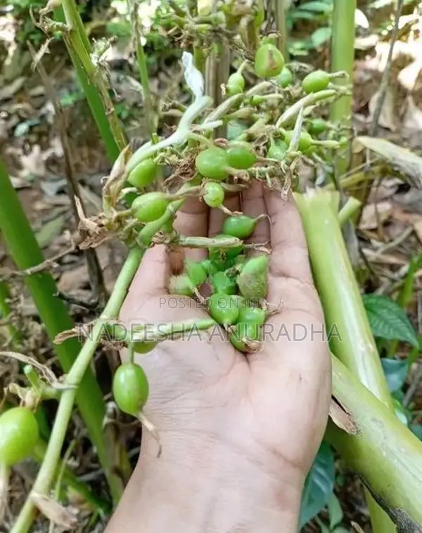 එනසාල් පැල CARDAMOM PLANT