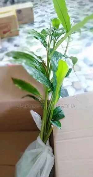 එනසාල් පැල CARDAMOM PLANT