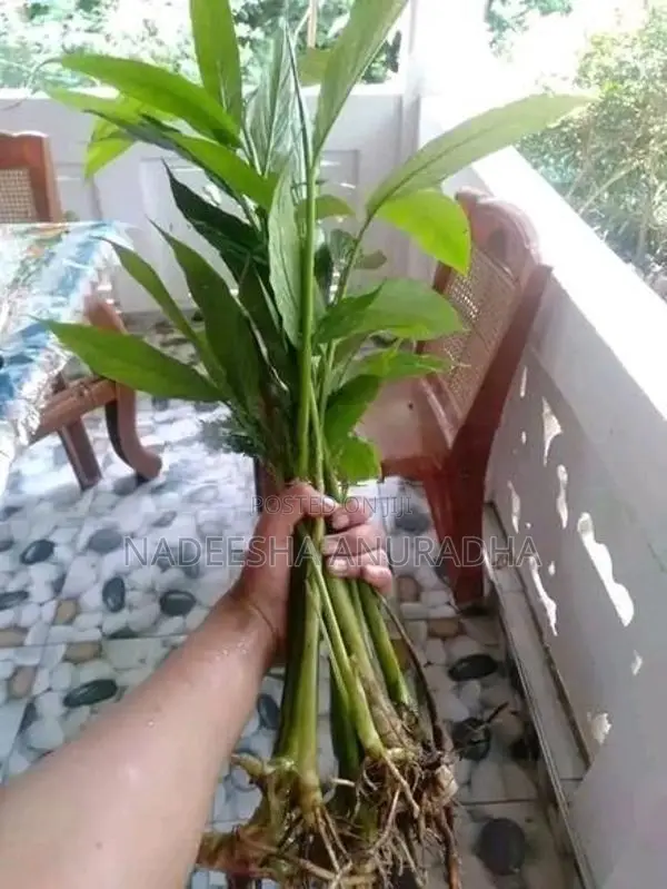 එනසාල් පැල CARDAMOM PLANT