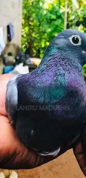 Parawiyan