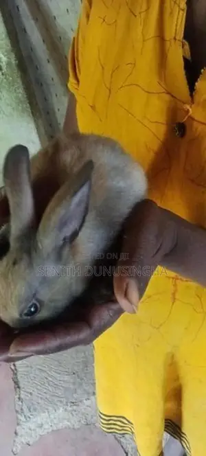 හා පැටවුන්