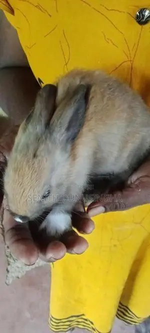 හා පැටවුන්