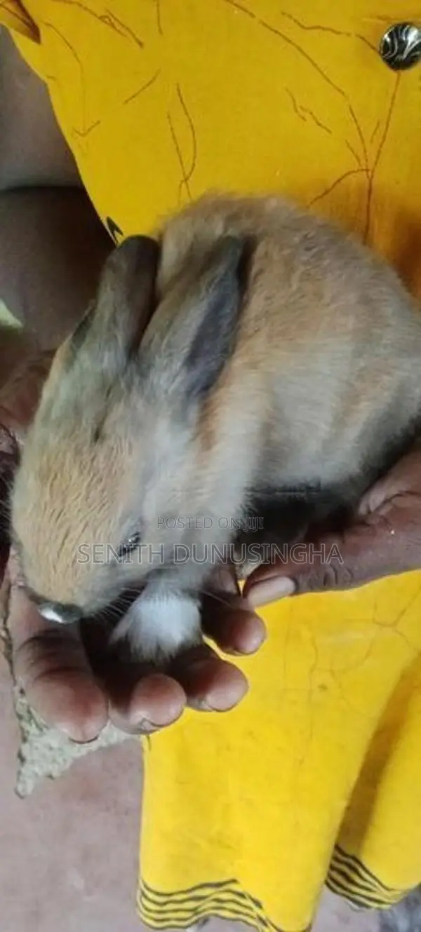 හා පැටවුන්