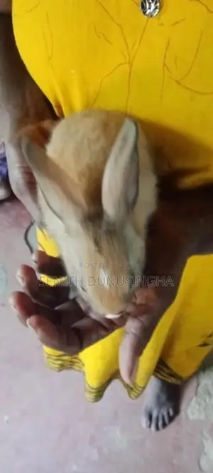 හා පැටවුන්