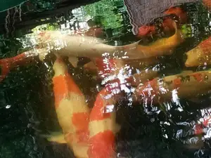 Koi Carp Fish
