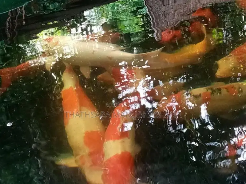Koi Carp Fish