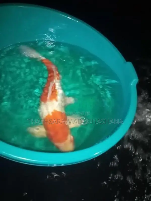 Koi Carp Fish