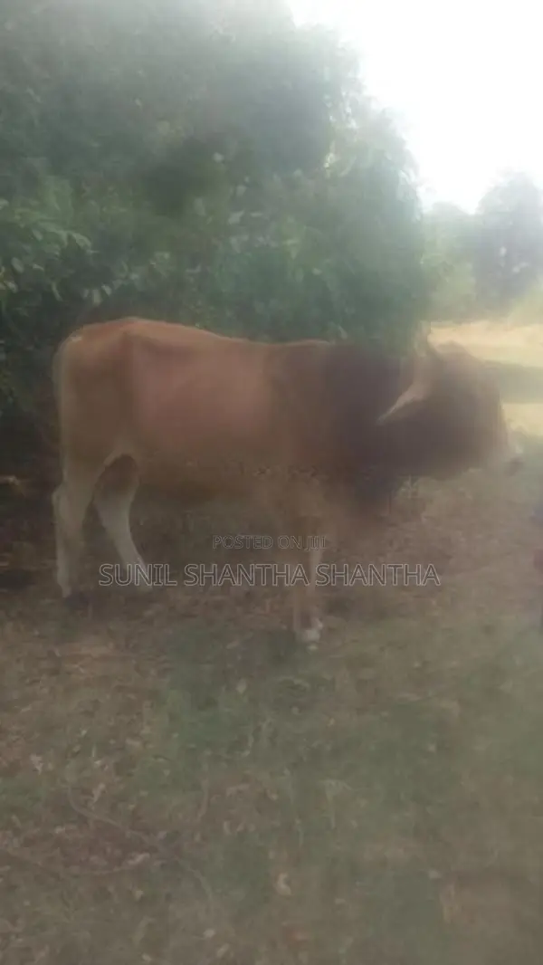 කිරි ගවයින්