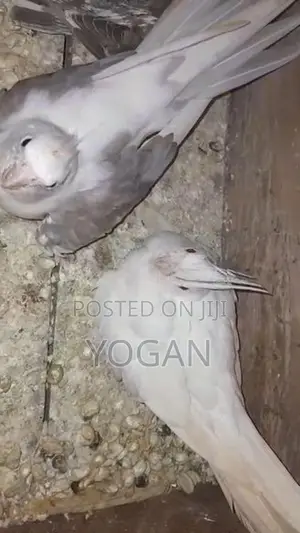 Cockatiel Whiteface Chick.