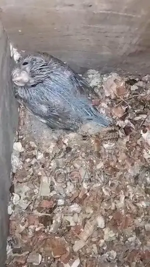 Cockatiel Whiteface Chick.