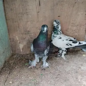 Pigeons