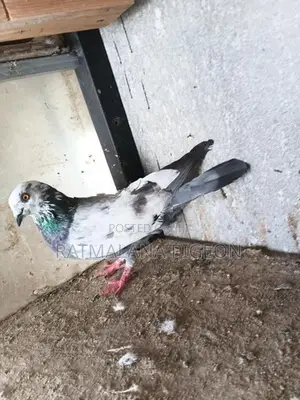 Pigeons