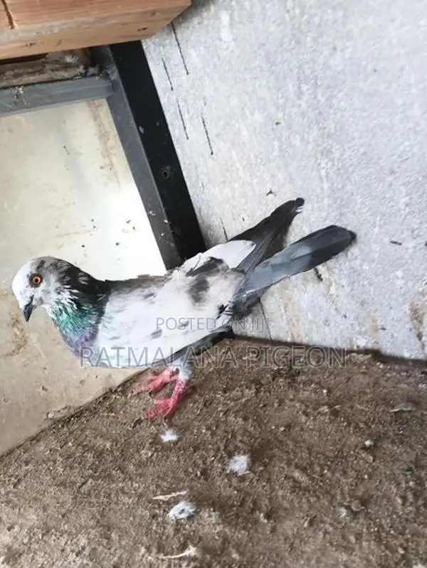 Pigeons