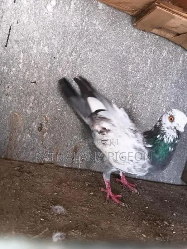 Pigeons