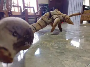 Antique Scorpion Wooden Plant Root