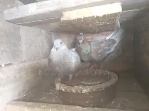 පරවියන්