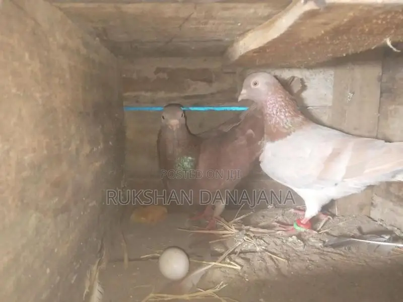 පරවියන්