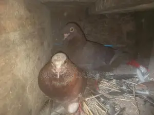 පරවියන්