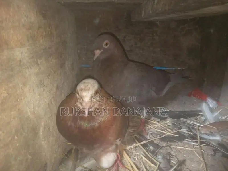 පරවියන්