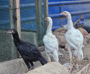 Rooster