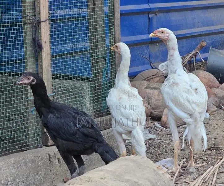 Rooster